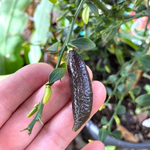 May include: A close-up of a finger holding a small, dark green finger lime. The lime is bumpy and has a pointed end. The lime is growing on a branch with small green leaves.
