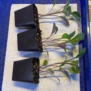 5 Kale Starter Plants