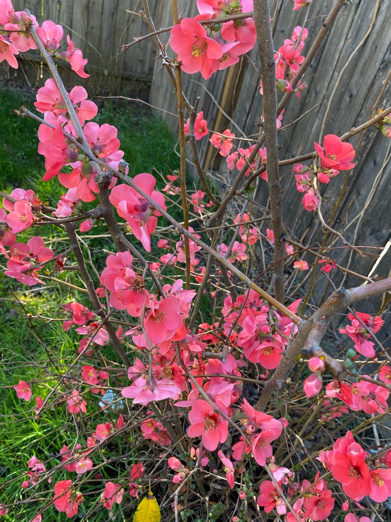 5 Flowering Quince chaenomeles Cuttings for Propagation Etsy