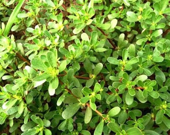 6 Edible Purslane UNROOTED Cutting for Easy Propagation 馬齒莧，瓜子菜