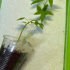 May include: A small green plant with multiple leaves is growing in a clear plastic cup filled with soil. The cup is placed on a white paper towel inside a green tray. The plant has a long, thin stem.
