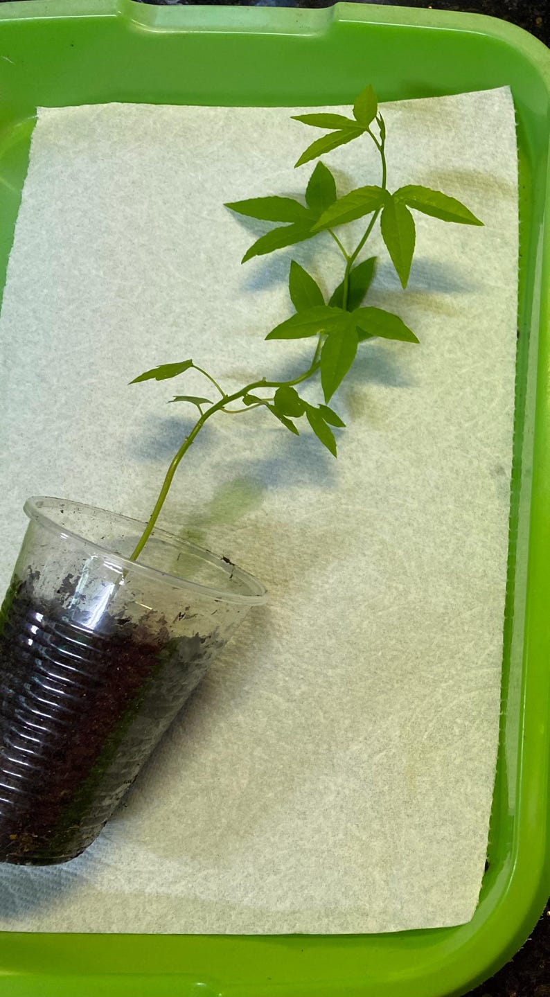May include: A small green plant with multiple leaves is growing in a clear plastic cup filled with soil. The cup is placed on a white paper towel inside a green tray. The plant has a long, thin stem.