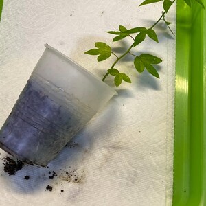 May include: A small, clear plastic cup containing soil and a young plant with green leaves. The cup is resting on a white paper towel inside a green tray. The plant's stem and leaves extend out of the cup.