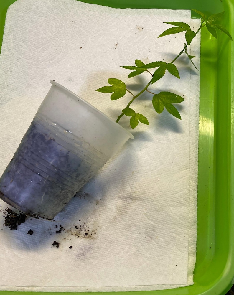 May include: A small, clear plastic cup containing soil and a young plant with green leaves. The cup is resting on a white paper towel inside a green tray. The plant's stem and leaves extend out of the cup.