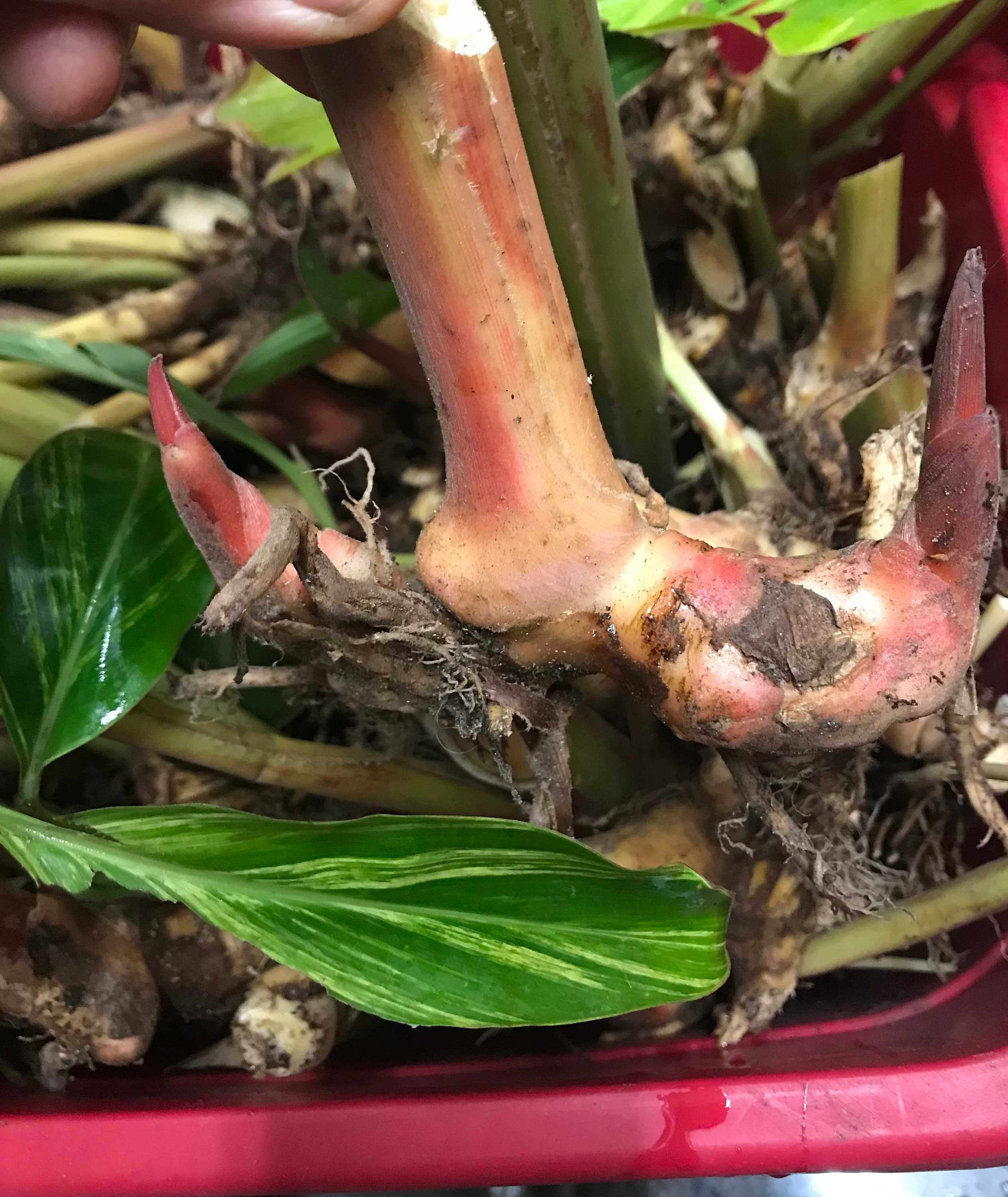 1 Variegated Shell Ginger Root Like in Picture. Etsy België