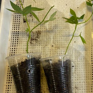 May include: Two small plants with green leaves are in clear plastic cups filled with soil. The cups are sitting on a white tray with a paper towel. The plants have long stems and multiple leaves.