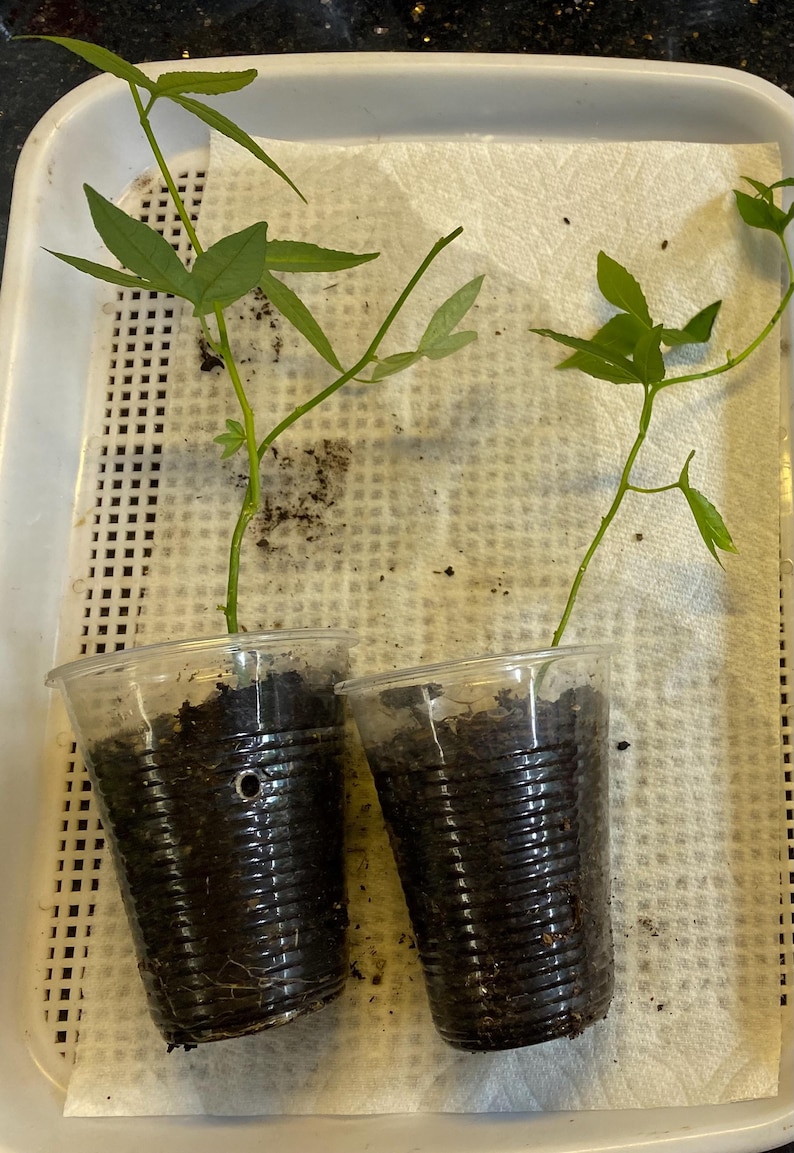 May include: Two small plants with green leaves are in clear plastic cups filled with soil. The cups are sitting on a white tray with a paper towel. The plants have long stems and multiple leaves.