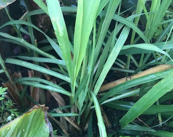 3 Lemon Grass Herb Live Plants