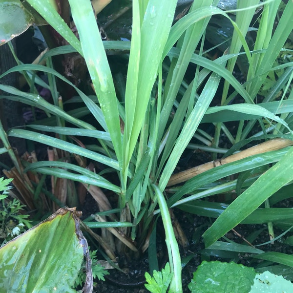 3 Lemon Grass Herb Live Plants