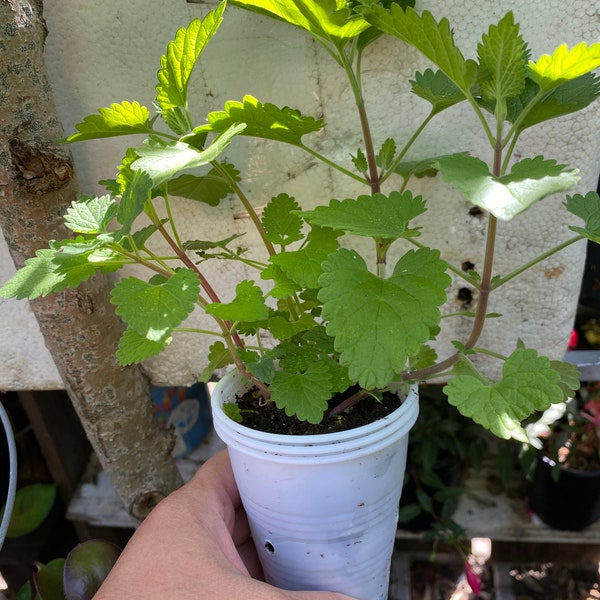 Catnip Live Plants