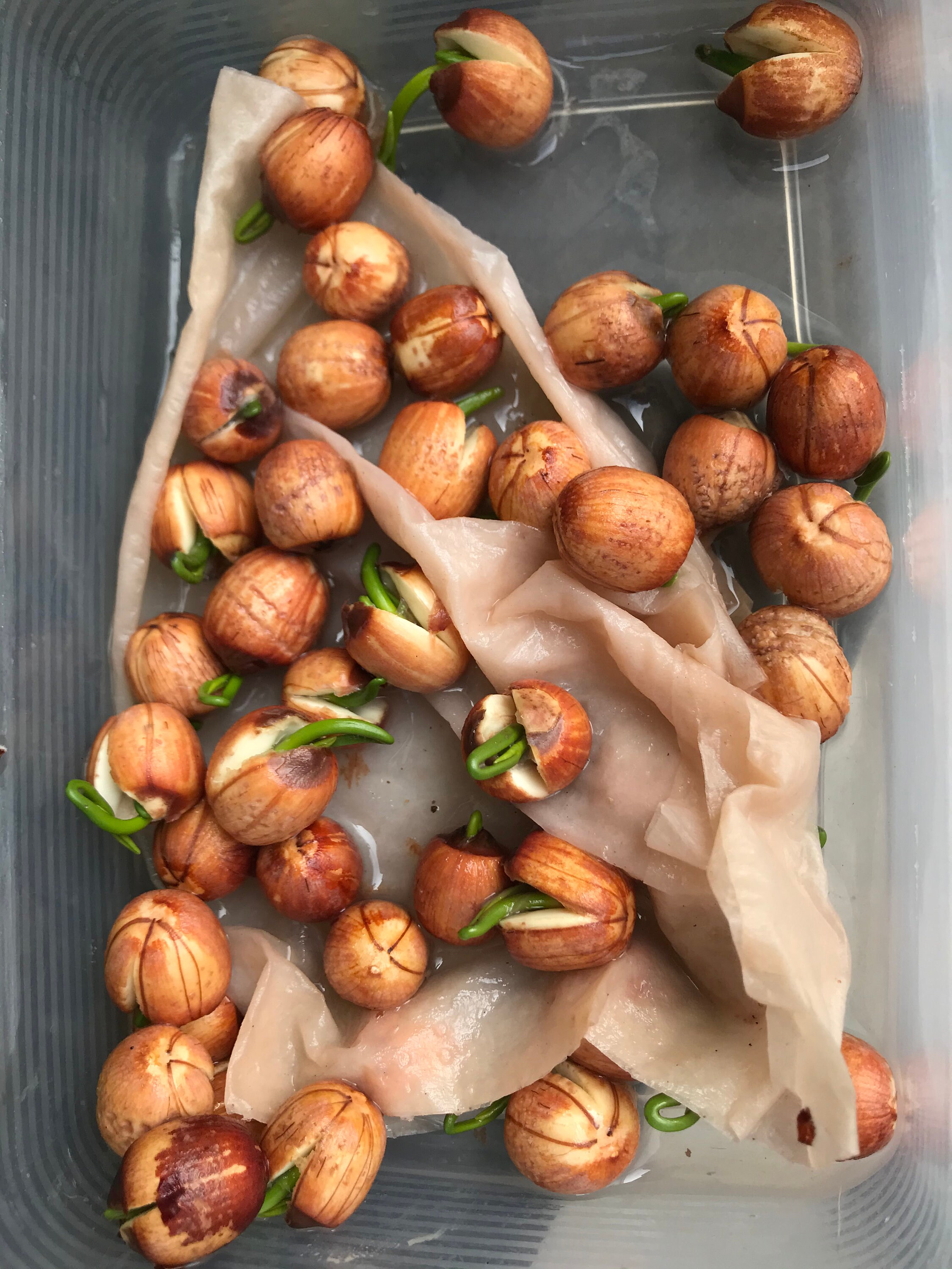20 Lotus Seeds