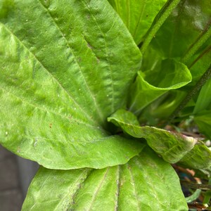 5 Plantago Asiatica Live Plants 車前草田灌草 image 3