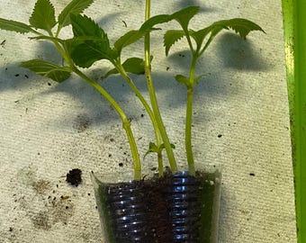 3 Perilla / Shiso Live Plants In a Cup with Soil