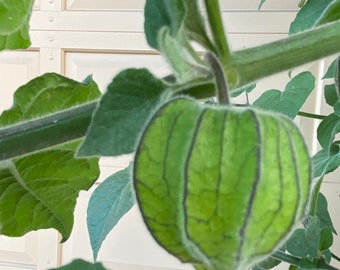 5 Tomatillo fresh cuttings for easy propagation . Other names are Physalis, Cape Gooseberries, Husk Tomatoes, Poha Berry, Ground Cherry
