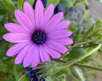 2 Osteospermum Ecklonis藍目菊 Live Starter Plants