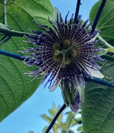 1 Passiflora Ligularis, Sweet Granadilla, Golden Yellow Passion Fruit Starter Plant