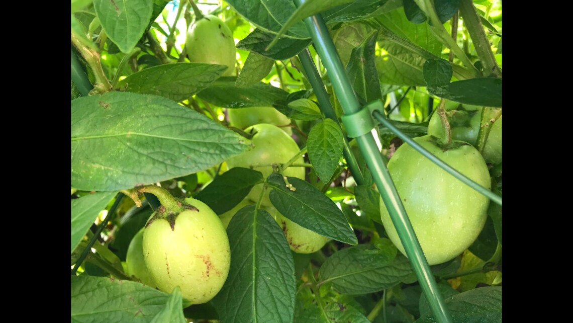 2 Pepino Melon Live Starter Plants Etsy