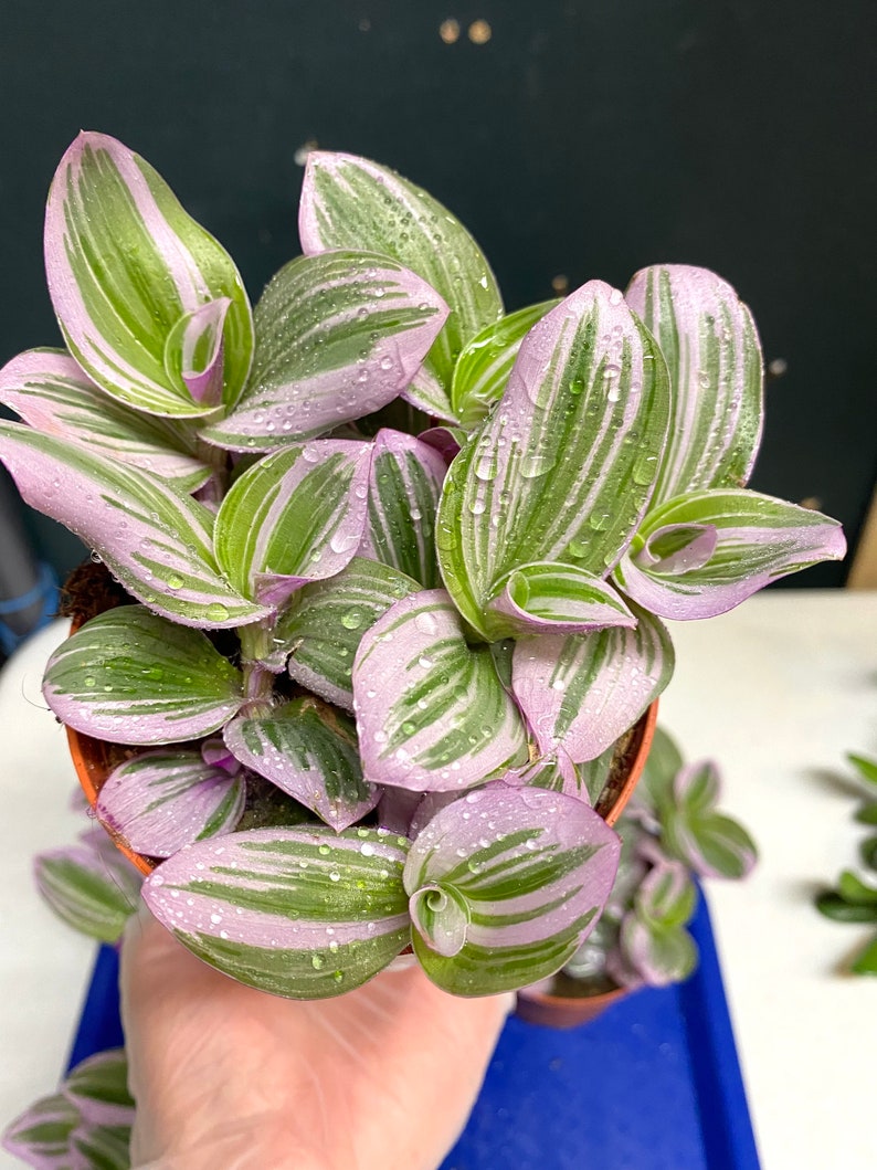 DIYsfGardening Tradescantia Nanouk Plant - Thumbnail 3