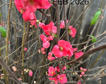 5 Flowering Quince (Chaenomeles) Cuttings for Propagation