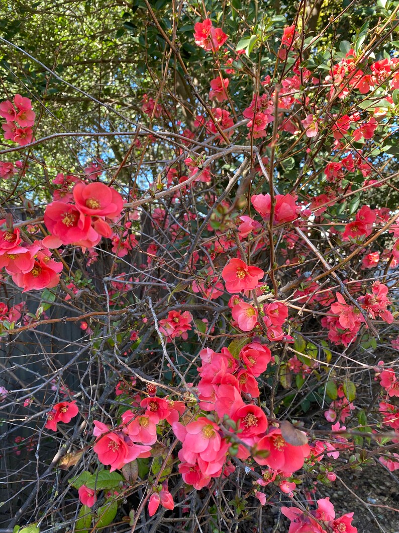 5 Flowering Quince chaenomeles Cuttings for Propagation Etsy