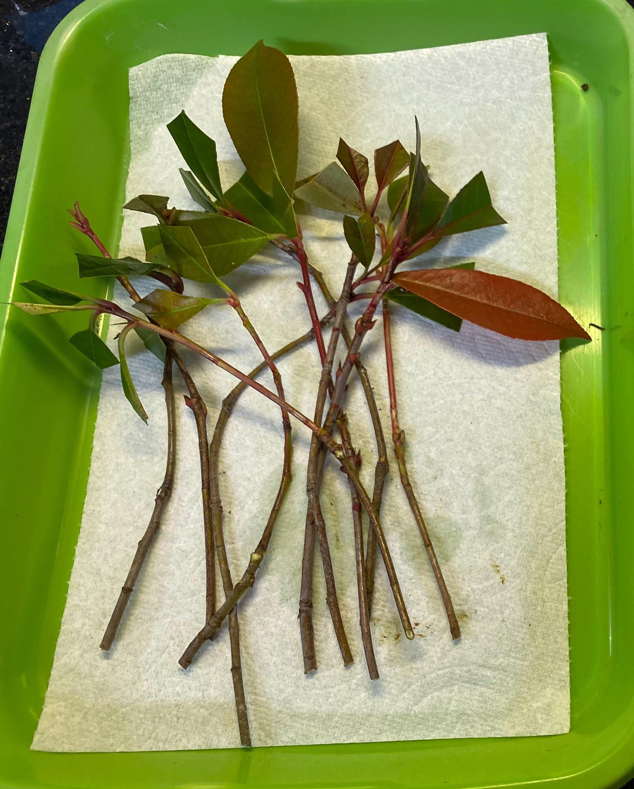 5 Red Tip Photinia cuttings - Etsy.de