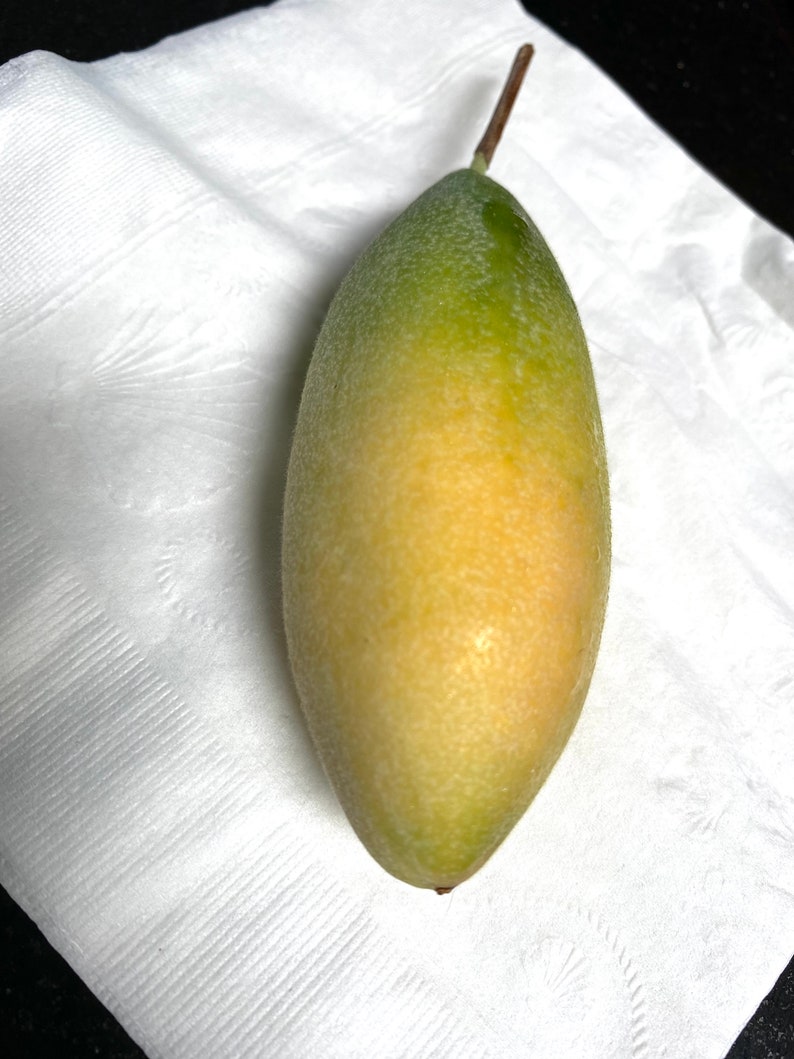 May include: A close-up of a green and yellow oblong fruit with a brown stem, resting on a white, textured napkin. The fruit's colors transition from green at the top to yellow at the bottom, suggesting ripeness.
