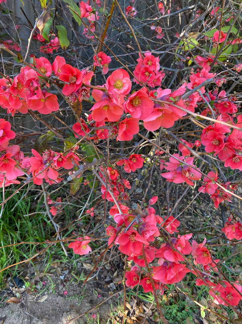 5 Flowering Quince chaenomeles Cuttings for Propagation Etsy