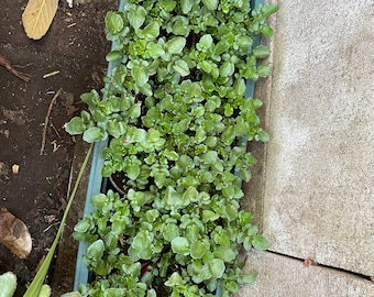 12 Watercress Cuttings, Thick and Roots Started to Form.