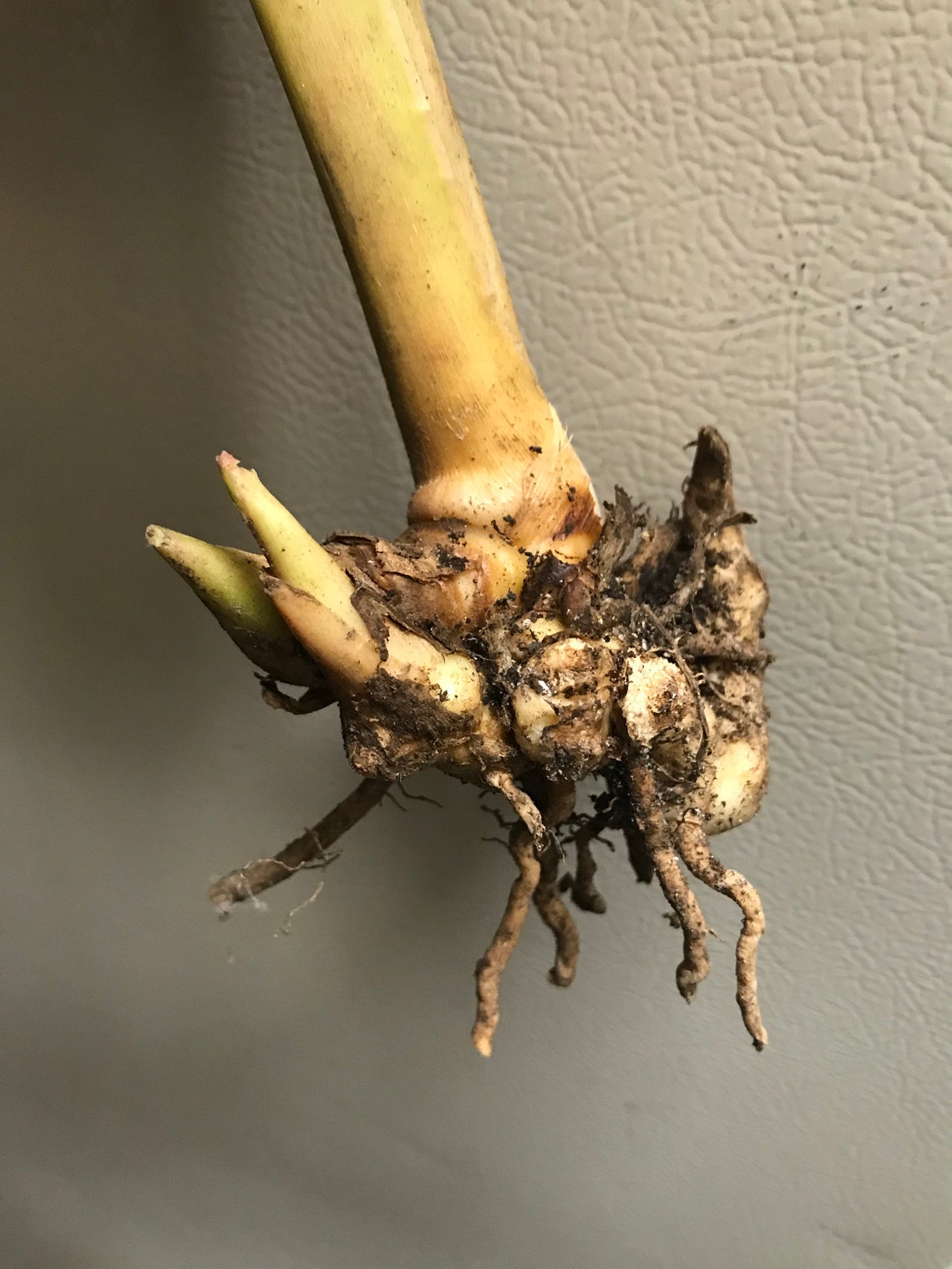 1 Variegated Shell Ginger Root Like in Picture. Etsy België