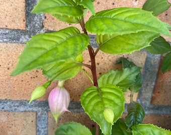 1 Live Fuchsia Starter Plant