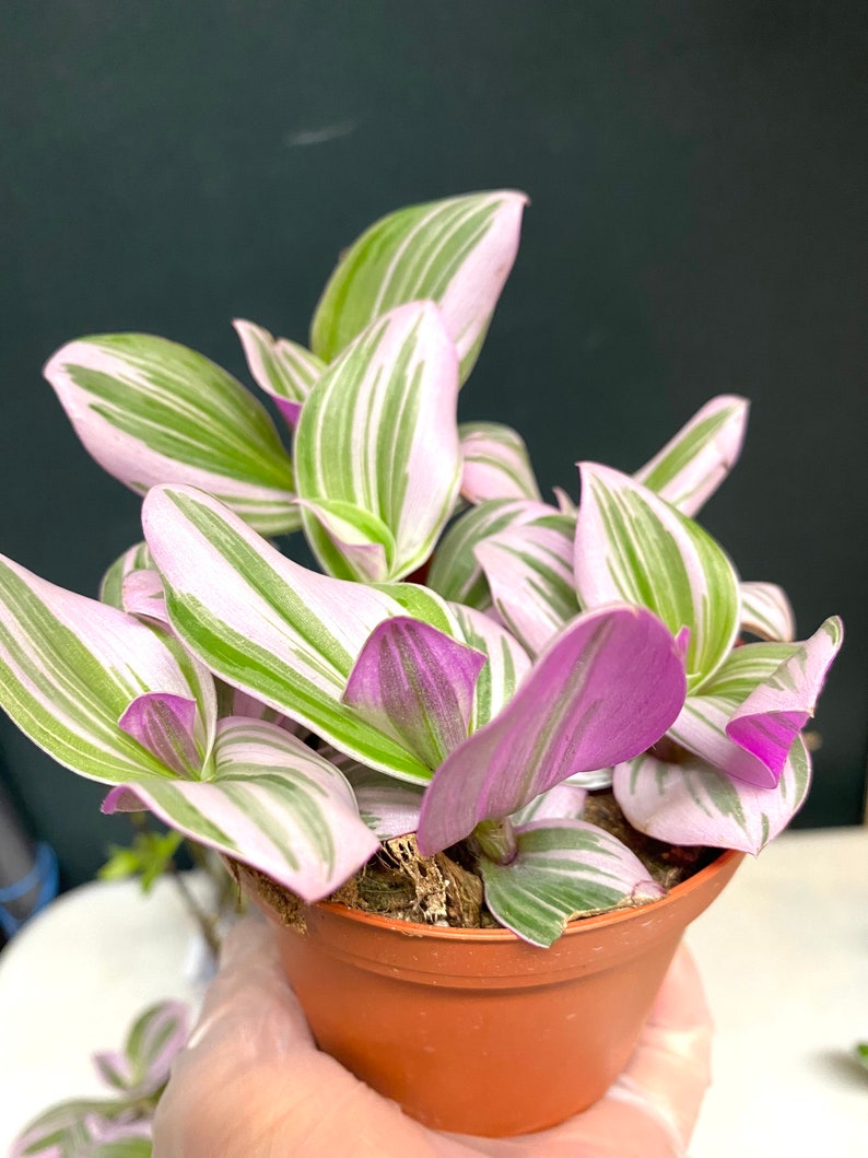 DIYsfGardening Tradescantia Nanouk Plant