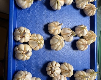 4 Garlic Bulbs for Planting