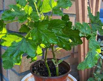 1 Scented Geranium Live Plant