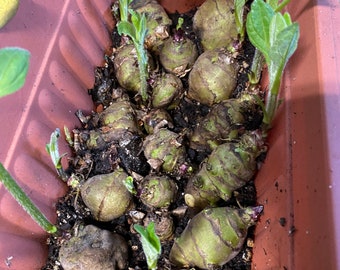 6 Sunchoke / Jerusalem Artichoke Bulbs