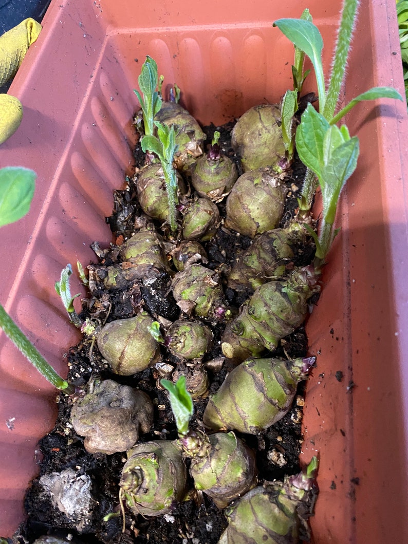 6 Sunchoke / Jerusalem Artichoke Bulbs Etsy