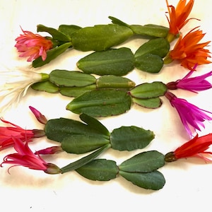 6 Easter Cactus Cuttings, Assorted Colors
