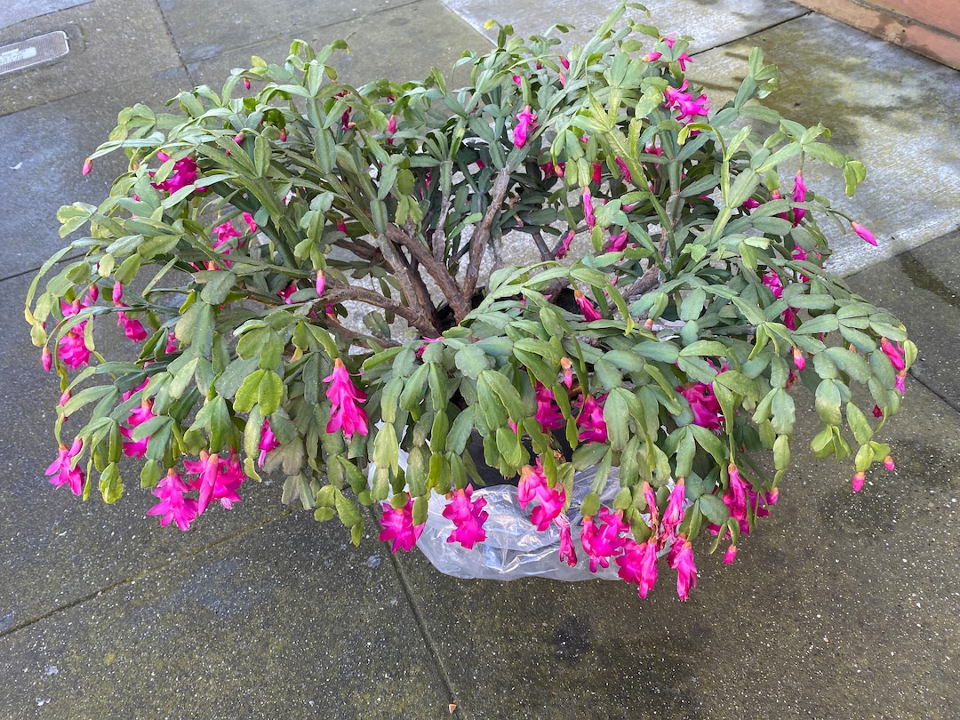 5 True Christmas Cactus Cuttings Etsy