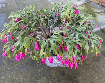 May include: A potted pink flowering cactus plant with green leaves. The plant is in a plastic pot and is sitting on a gray concrete surface.