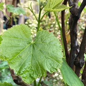 May include: A close-up of a green vine leaf with a heart shape. The leaf is growing on a vine with brown branches.