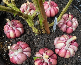 3 Hardneck Garlic Bulbs, Purple or White