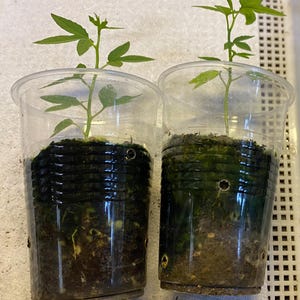 May include: Two clear plastic cups each containing a small plant with green leaves. The plants are in dark soil. The cups are sitting on a white surface.