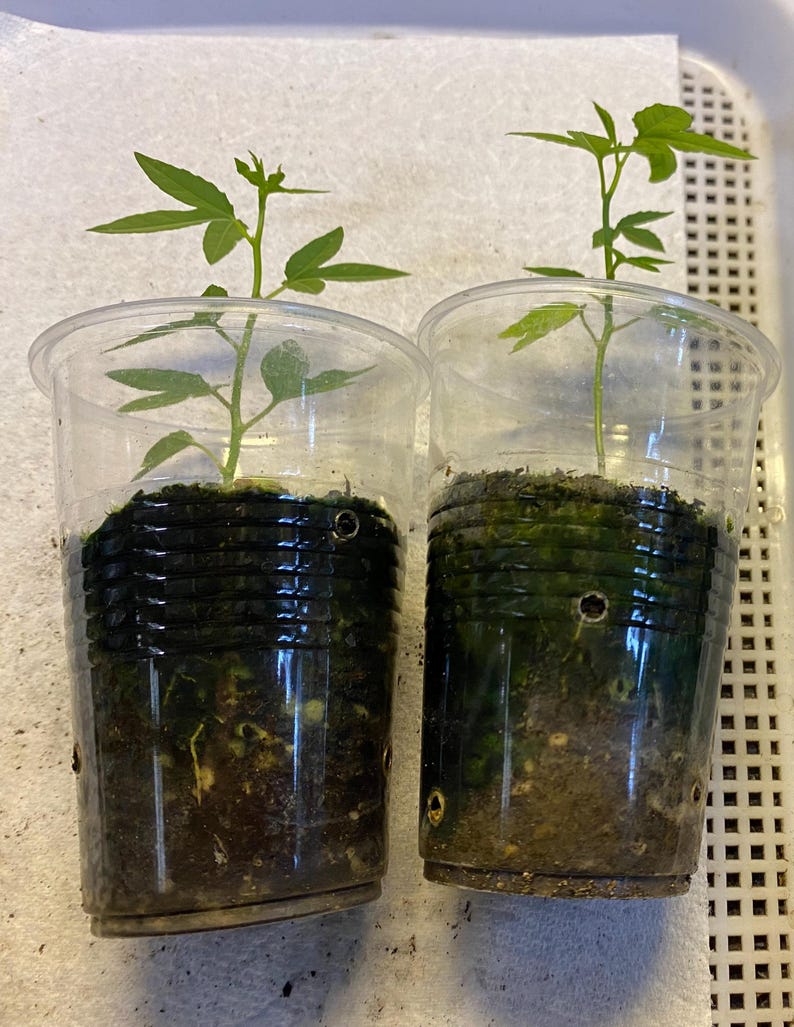 May include: Two clear plastic cups each containing a small plant with green leaves. The plants are in dark soil. The cups are sitting on a white surface.