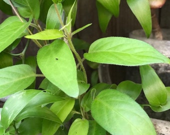 2 Paederia Foetida 雞屎藤, 鳥勤藤 Starter Plants