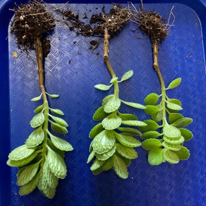May include: Three green succulent cuttings with exposed brown stems and root systems attached to the top. Each plant features multiple small, textured, rounded leaves arranged in pairs along the stem, displaying a light green color and a distinct veined pattern.