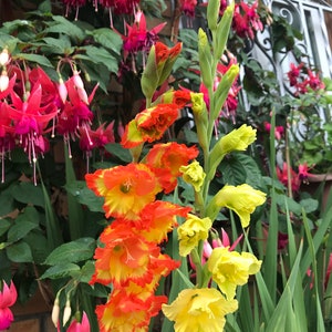 5 Gladiolus Bulbs in Mix Colors