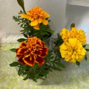 以下が含まれることがあります： 黄色とオレンジの花が咲いた、鉢植えのキンセンカが3つ。花は満開で、植物は緑色で健康です。