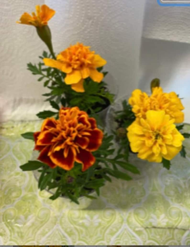 以下が含まれることがあります： 黄色とオレンジの花が咲いた、鉢植えのキンセンカが3つ。花は満開で、植物は緑色で健康です。