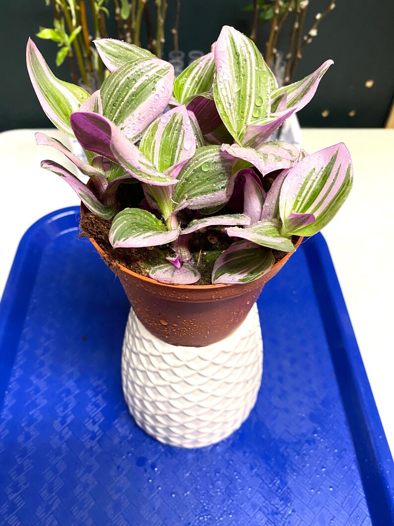 DIYsfGardening Tradescantia Nanouk Plant - Thumbnail 2
