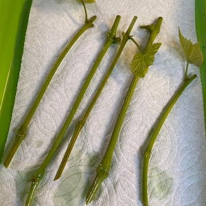 5 Pearl Grape Vine Cuttings for Propagation 珍珠葡萄