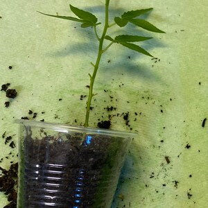 May include: A young green plant with serrated leaves, growing in a clear plastic cup filled with dark soil. The plant is on a light green surface, with scattered soil around the cup.